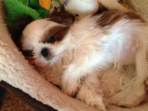 The shih tzu experienced another setback due to world war ii, but breeding picked up again during the 1950s and 60s. Karashishi Imperial shih-tzu's - PRICE REDUCTION | High ...