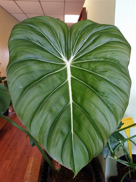 Some Big Leaves Around The Nursery Exotica Tropicals