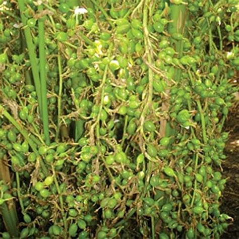 Cardamom Elaichi Spice Plant