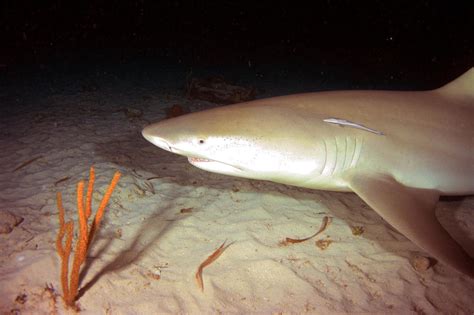 Lemon Shark Matbio Fishes Matanzas Biodiversity · Naturalista Mexico
