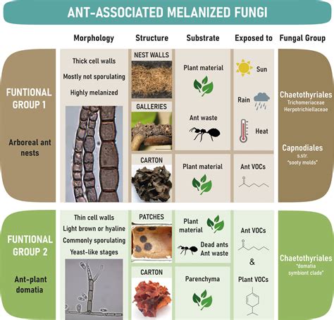 Frontiers Fungi As Mutualistic Partners In Ant Plant Interactions