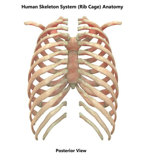 Menselijk Skeletsysteem Rib Cage Posterior View Anatomy Stock