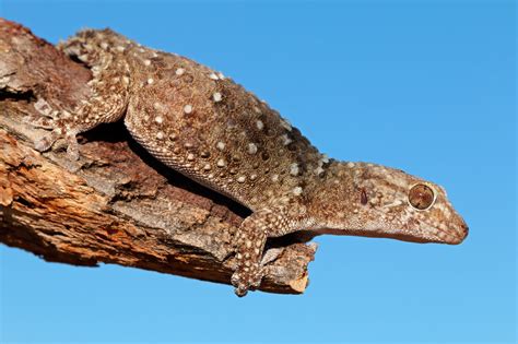 A List Of Different Types Of Lizards With Facts And Pictures