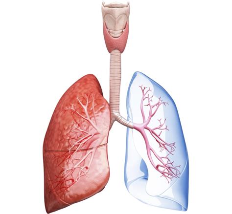 Hemopexin Is Capable Of Differentiating Copd From Asthma