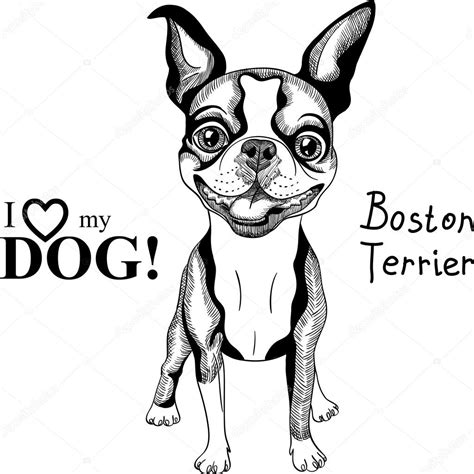 Scottish and west highland terriers coloring page. Vector sketch dog Boston Terrier breed smiling ⬇ Vector ...