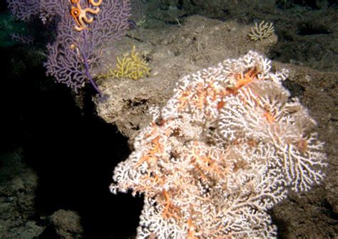 Diverse Deep Sea Corals Smithsonian Ocean
