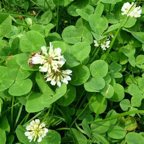 White Ladino Clover Seeds 25 G Packet ~42000 Seeds Farm And Garden