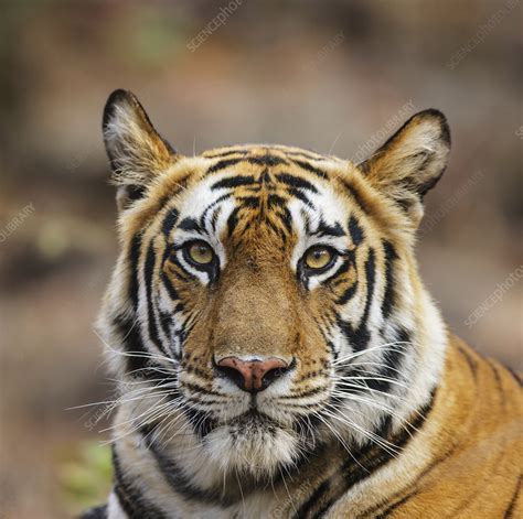 Bengal Tiger Female Head Stock Image C0429208 Science Photo Library