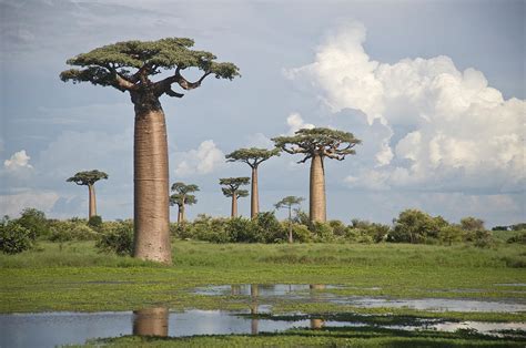 Baobab Trees Adansonia Digitata Photograph By Panoramic Images Pixels