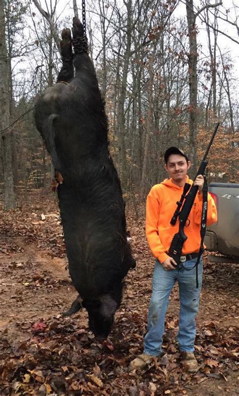 Culpeper Teen Shoots Kills 545 Pound Hog Possibly Feral