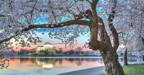 Cherry Blossoms When Will Washington Dc Trees Hit Their Peak