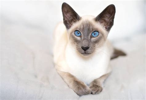 A clear cut way of naming your female cat. female siamese cat GCCF active | Hyde, Greater Manchester ...