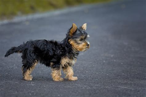 Yorkshire Terrier Steckbrief Charakter Wesen Und Haltung