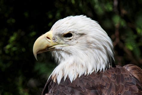 Bald Eagle Profile Free Stock Photo Public Domain Pictures