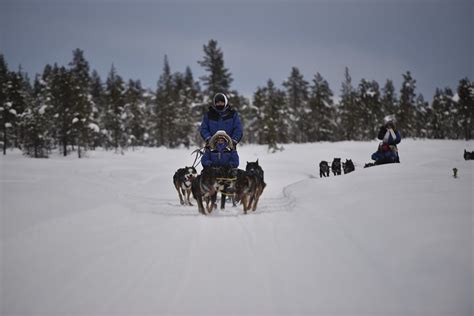 2023 Full Day Dog Sledding Experience In Boreal Forests Of Lapland