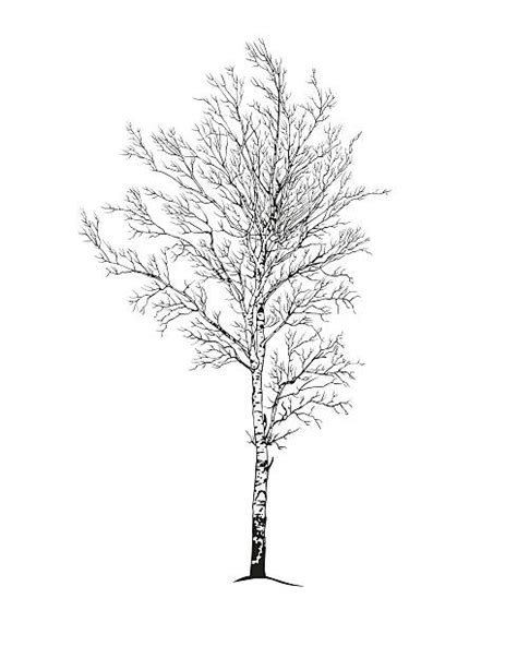 Birch Tree Illustrations Royalty Free Vector Graphics And Clip Art Istock