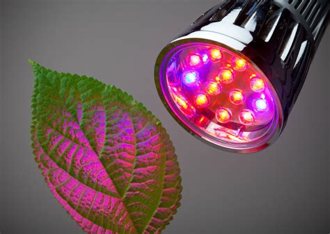 6 Best Led Grow Lights For Indoor Gardening Projects
