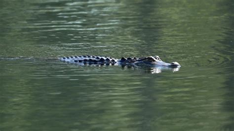 6 Foot Alligator Seen Swimming Off North Carolina Coast