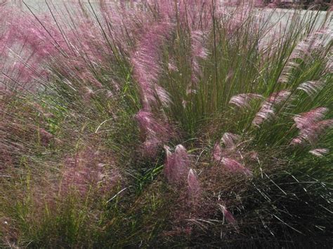 Gulf Coast Muhly Native Grass Of Texas Grass Green Thumb My Pictures