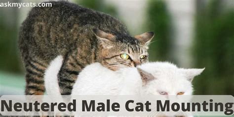 neutered male cat mounting reasons and solutions