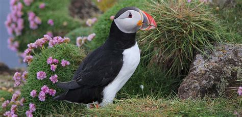 Iceland Birding Tour With Field Guides Birds And Fantastic Landscapes