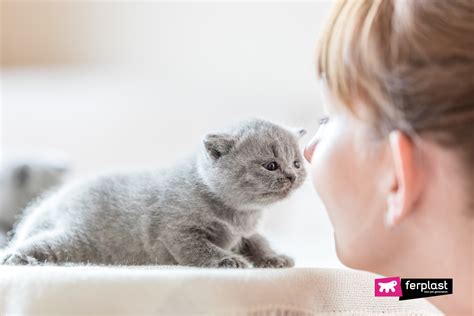 You should introduce water to your pups around the same time they start eating food. Kittens And Weaning, Tips For Helping Your Kitten Grow Up
