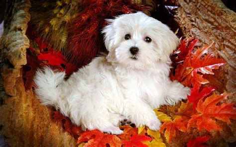 Wallpapers Of Puppys Puppies Cute Wallpapers 74 Background Pictures