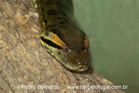 最も人気のある！ Amazon Rainforest Green Anaconda Anaconda Snake 280172