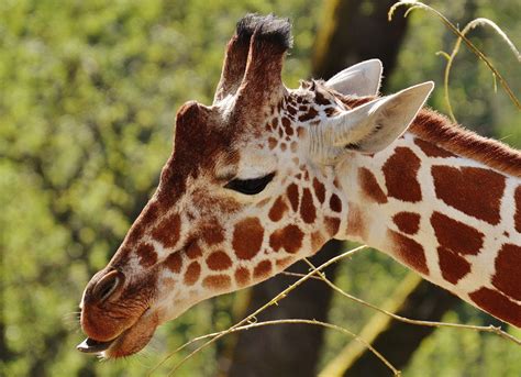 Free Images Wildlife Zoo Mammal Fauna Giraffe Vertebrate Munich