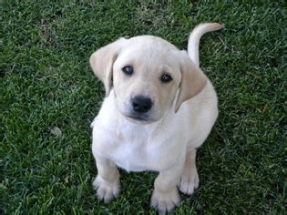 We are experienced in shipping and can arrange details to get meet rae, an elite breeder serving the puppy community from minneapolis minnesota. Lab Puppies For Sale Mn - petfinder