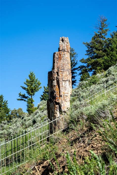 Petrified Tree In Yellowstone National Park During Summer Portrait