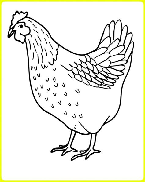 Ayam bangkok adalah salah satu ayam yang memiliki kualitas yang baik sebagai petarung. √ Gambar Sketsa Ayam: Jago, Betina, Bangkok, Goreng, Kartun Lengkap