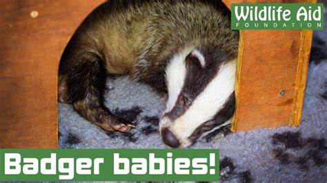 These Orphaned Baby Badgers Needed Human Help Youtube