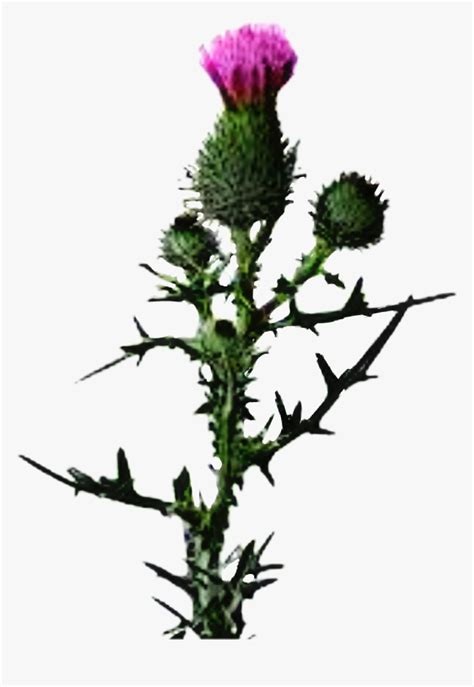 Thistle Flower Thistles White Background Hd Png Download Kindpng