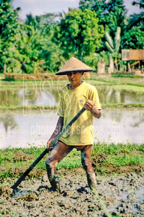 Photo Of Rice Farmer By Photo Stock Source People Ubud Bali Indonesia Agriculture Farmer