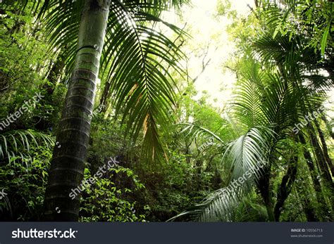 Lush Green Foliage Tropical Rain Forest Stock Photo 10556713 Shutterstock