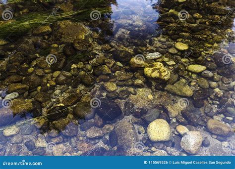 Round Stones On The River Bottom Stock Photo Image Of Grass Hard