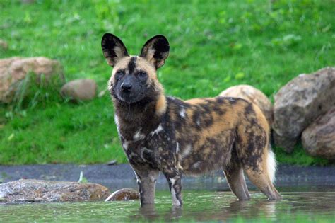 African Wild Dogs Cunning Canines Wild View