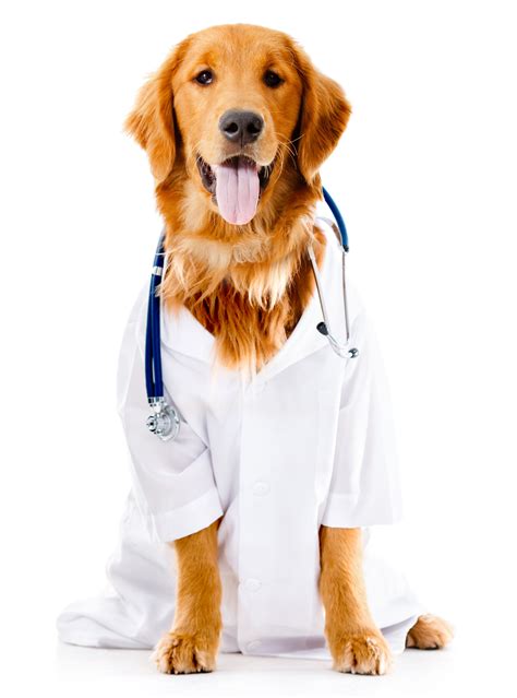 Dog Dressed As A Doctor Pet Suites