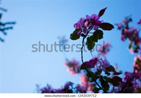 Apple Tree Look Like Sakura Beautiful Stock Photo 1342039712 Shutterstock