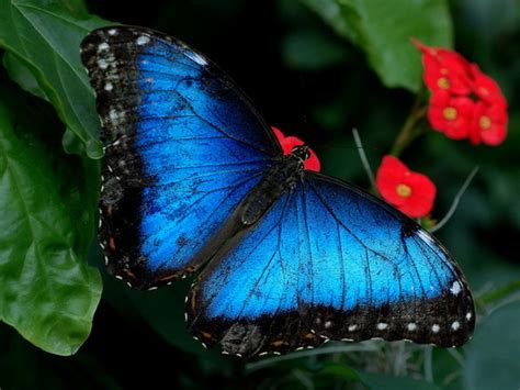 Iridescent Beauty Black Blue Butterfly Biological Science Picture