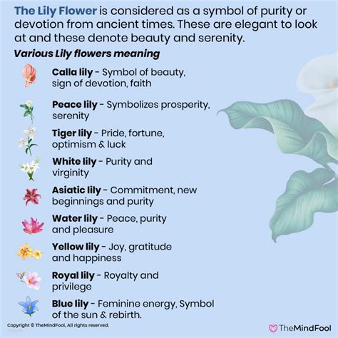 Lily Flower Meaning Lily Meaning Lily Symbolism White Lily Meaning What Do Lilies