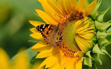 Sunflower Hd Wallpaper Butterfly On 63259