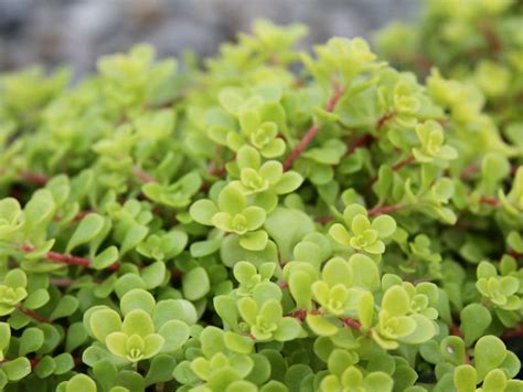 First, make a hole in the ground twice as wide as the succulent's root ball and as deep as the length of its roots. Sedum makinoi 'Ogon' - Golden Japanese Stonecrop | World ...