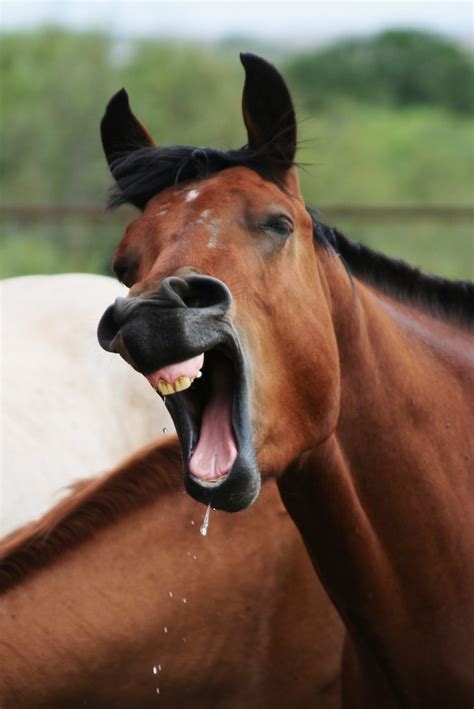 Horse Yawns This Is How Me And The Guys At Work Feel Arou Flickr