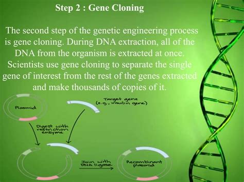 Plant Genetic Engineering Basic Steps Advantages And Disadvantages