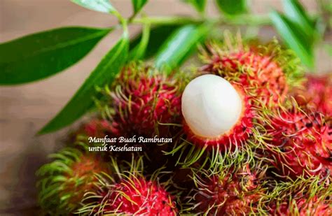 15 Manfaat Buah Rambutan Untuk Kesehatan Bams