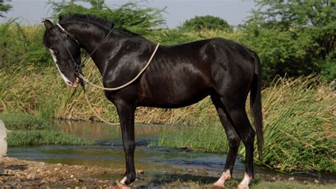 7 Fascinating Facts About The Horse Breeds Of India