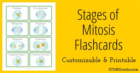 Learn To Identify The Stages Of Mitosis With These Customizable