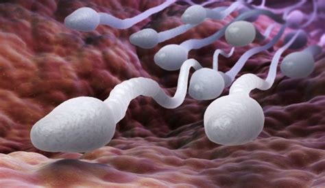 Why Too Much Sperm Is Harmful To The Body Platformsafrica